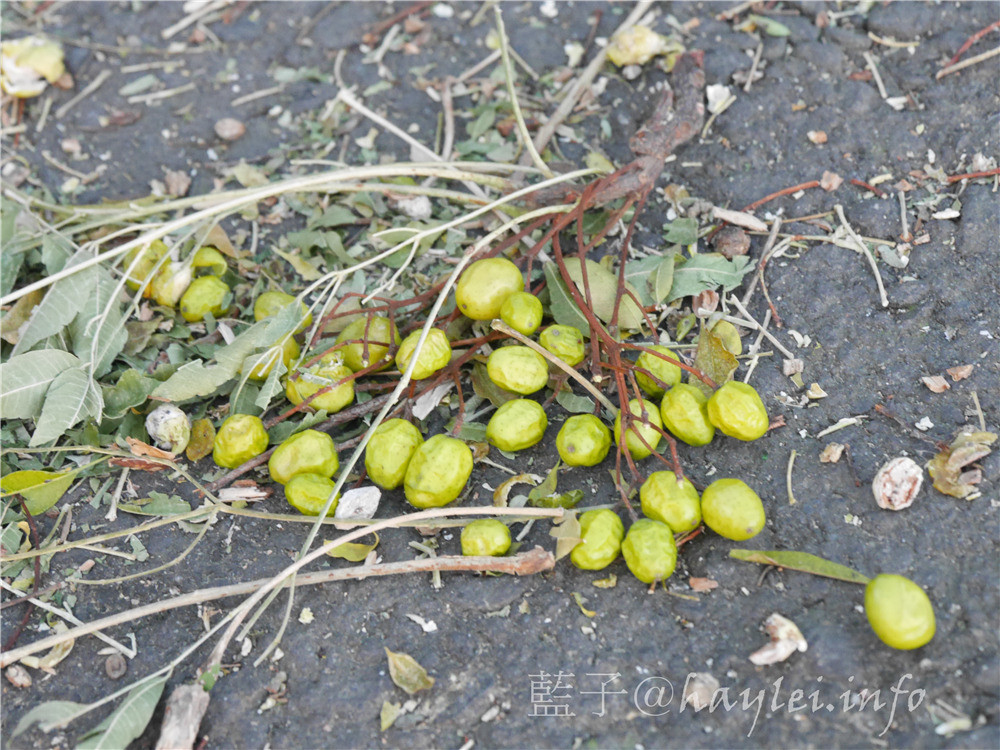 雲嘉南穆斯林友善旅遊環境-雲嘉南濱海國家風景區好好玩,享受暢遊台灣的美好時光!台灣旅遊/穆斯林旅遊景點推薦/雲嘉南旅遊/雲嘉南濱海美食旅遊/景點推薦/Taiwan tourism/travel in Taiwan/Muslim-friendly Environment/Muslim people’s dining and praying habits/北門、布袋及口湖遊客中心/鹽鄉民宿/布袋文創HOTEL/三立戲劇場景/蒜頭糖廠蔗埕文化園區/用九柑仔店/嘉義縣六腳鄉潭墘村/向禾休閒漁場/喔熊藝術村/箔子寮臺灣好神3D彩繪村/林家烏魚子/三股社區活動中心時光的迴聲實境遊戲/黑皮肉圓/樺榮海鮮餐廳/北門嶼輕食風味餐廳 中式料理 國內外住宿相關 國內旅遊 攝影 民生資訊分享 自己動手做! 飲食集錦