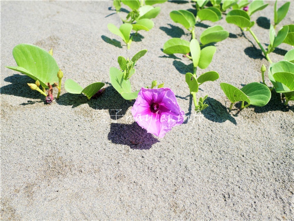 雲林景點/萡子寮濱海遊憩區(萡子寮漁港) -藍天白雲下,沙丘、風車演繹出獨特美景,網美拍照秘境!雲嘉南旅遊/雲嘉南景點/雲嘉南濱海國家風景區/雲林口湖旅遊推薦/網美打卡/秘境聖地/漁港景點推薦/南臺灣觀光/台灣漁港/臺灣旅遊景點推薦/雲林免費景點/藍子愛旅遊 國內旅遊 攝影 民生資訊分享