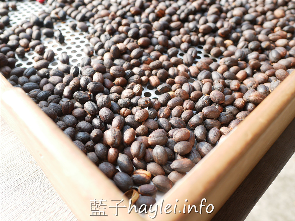 雲林古坑/谷泉咖啡莊園-MIT正港台灣咖啡在這啦!預約可體驗採收咖啡、日曬烘烤咖啡、品嘗咖啡等課程,是全台灣最知名的咖啡教育體驗農場,連星巴克、露易莎等咖啡品牌的員工教育訓練都擇址於此~今天吃什麼/雲林美食/雲林咖啡/古坑咖啡/荷苞山/專業咖啡體驗教育課程/藍子愛美食 健康養身 國內旅遊 攝影 民生資訊分享 自己動手做! 飲食集錦