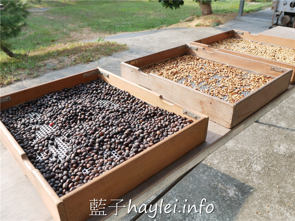 雲林古坑/谷泉咖啡莊園-MIT正港台灣咖啡在這啦!預約可體驗採收咖啡、日曬烘烤咖啡、品嘗咖啡等課程,是全台灣最知名的咖啡教育體驗農場,連星巴克、露易莎等咖啡品牌的員工教育訓練都擇址於此~今天吃什麼/雲林美食/雲林咖啡/古坑咖啡/荷苞山/專業咖啡體驗教育課程/藍子愛美食 健康養身 國內旅遊 攝影 民生資訊分享 自己動手做! 飲食集錦