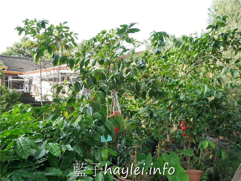 雲林古坑/谷泉咖啡莊園-MIT正港台灣咖啡在這啦!預約可體驗採收咖啡、日曬烘烤咖啡、品嘗咖啡等課程,是全台灣最知名的咖啡教育體驗農場,連星巴克、露易莎等咖啡品牌的員工教育訓練都擇址於此~今天吃什麼/雲林美食/雲林咖啡/古坑咖啡/荷苞山/專業咖啡體驗教育課程/藍子愛美食 健康養身 國內旅遊 攝影 民生資訊分享 自己動手做! 飲食集錦