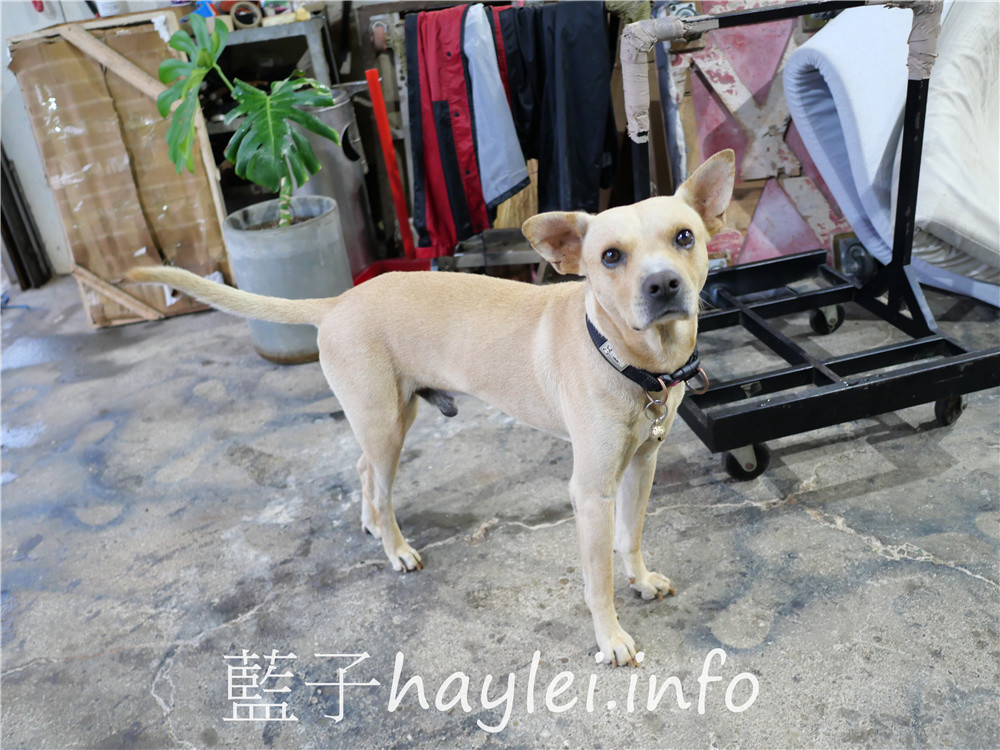台中高CP傢俱推薦/Letitia娜緹夏家居-台中老字號傢俱批發工廠,想找平價高質感的牛皮沙發、電動沙發、天絲床墊、大理石茶几、石材餐桌椅的話,來這邊就對了!用料實在,價格實惠,租屋、房東居家裝潢首選!台中龍井/東海藝術街/台中買家具/台中買沙發/台中買床墊/藍子愛分享 國內外住宿相關 國內旅遊 攝影 民生資訊分享