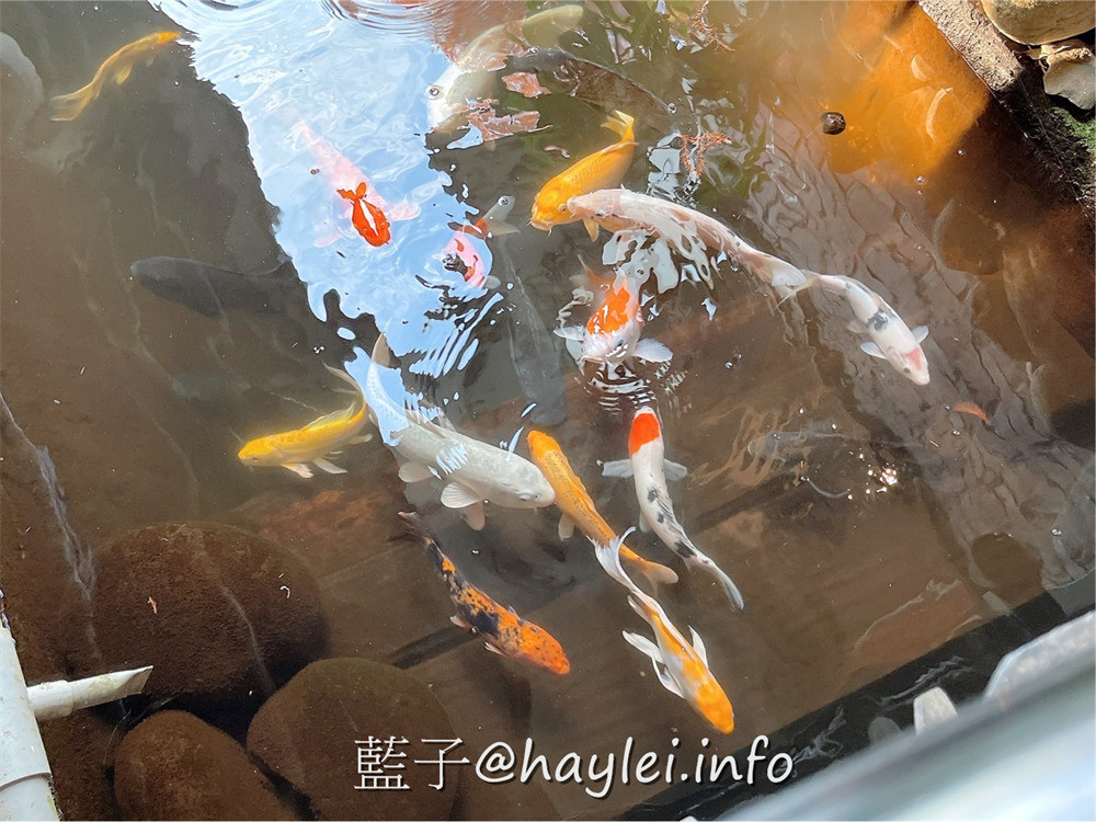 台中南屯/田寮農莊-台中神秘餐廳!在落羽松庭園造景的台式田園農莊風景觀餐廳品味古早味農家菜!鄰近台中高鐵站,開車方便有停車場~台中美食/台中景點/台中餐廳/農家樂/台中熱門餐廳/落羽松景點/台中旅遊/台中農村風餐廳/藍子愛美食 中式料理 國內旅遊 攝影 民生資訊分享 飲食集錦