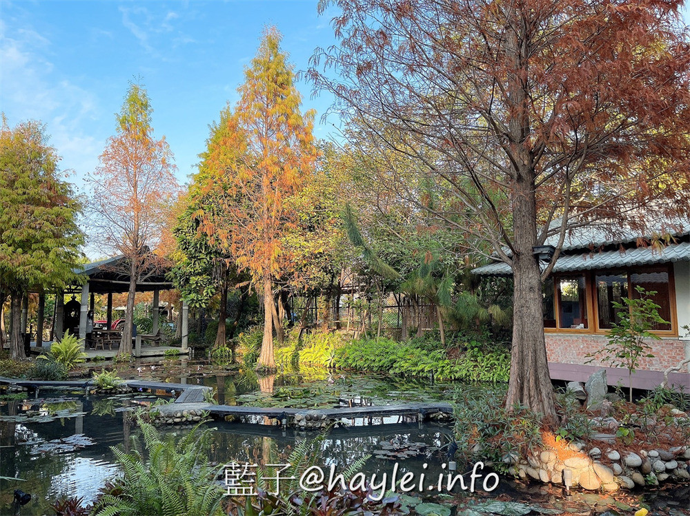 台中南屯/田寮農莊-台中神秘餐廳！在落羽松庭園造景的台式田園農莊風景觀餐廳品味古早味農家菜！鄰近台中高鐵站，開車方便有停車場～台中美食/台中景點/台中餐廳/農家樂/台中熱門餐廳/落羽松景點/台中旅遊/台中農村風餐廳/藍子愛美食 中式料理 國內旅遊 攝影 民生資訊分享 飲食集錦 