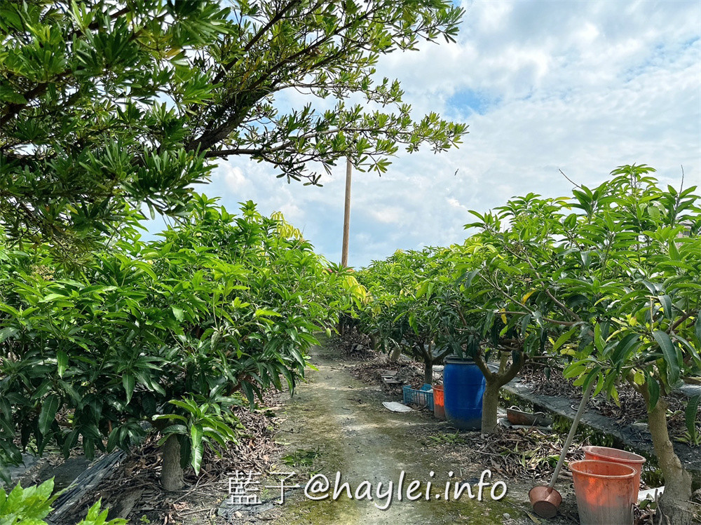 彰化田中農旅e起來－線上預約食農教育+DIY體驗250起，彰化高鐵下車就能開始遊遍寶大蜜麻花、禾果農園、田中窯、玉米娃娃工作室、梁爸芒果園、畯富農場、菁芩農場、279農場、卓乃潭農場等田中在地農遊景點，20人預約成團就可以安排手工DIY、採果樂、大地野餐等遊程，非常方便好用~彰化美食/彰化旅遊/田中旅遊/農村旅遊/田中農家樂/藍子愛旅遊 國內旅遊 攝影 民生資訊分享 飲食集錦 