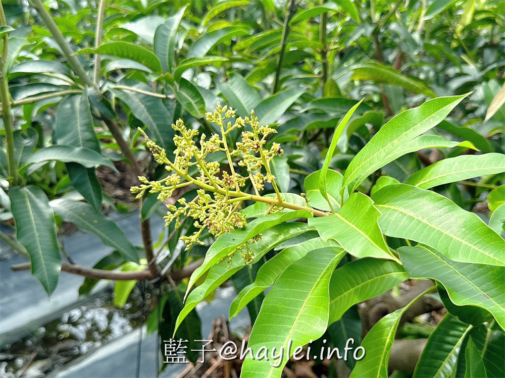 彰化田中農旅e起來－線上預約食農教育+DIY體驗250起，彰化高鐵下車就能開始遊遍寶大蜜麻花、禾果農園、田中窯、玉米娃娃工作室、梁爸芒果園、畯富農場、菁芩農場、279農場、卓乃潭農場等田中在地農遊景點，20人預約成團就可以安排手工DIY、採果樂、大地野餐等遊程，非常方便好用~彰化美食/彰化旅遊/田中旅遊/農村旅遊/田中農家樂/藍子愛旅遊 國內旅遊 攝影 民生資訊分享 飲食集錦 