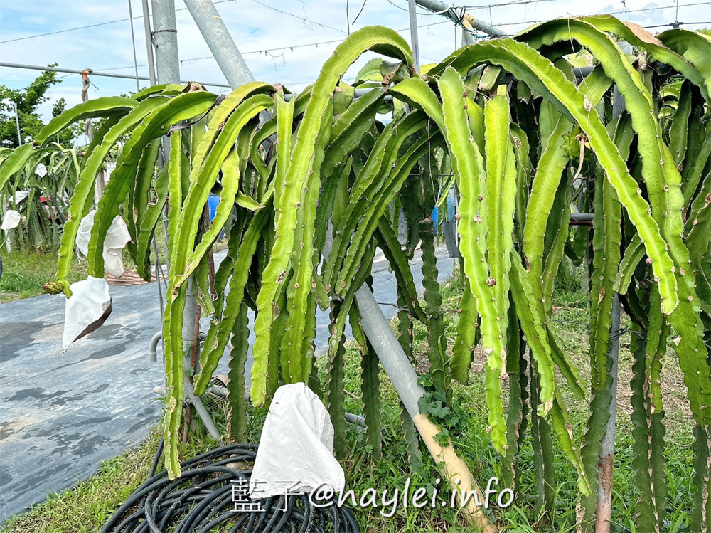 彰化田中農旅e起來－線上預約食農教育+DIY體驗250起，彰化高鐵下車就能開始遊遍寶大蜜麻花、禾果農園、田中窯、玉米娃娃工作室、梁爸芒果園、畯富農場、菁芩農場、279農場、卓乃潭農場等田中在地農遊景點，20人預約成團就可以安排手工DIY、採果樂、大地野餐等遊程，非常方便好用~彰化美食/彰化旅遊/田中旅遊/農村旅遊/田中農家樂/藍子愛旅遊 國內旅遊 攝影 民生資訊分享 飲食集錦 