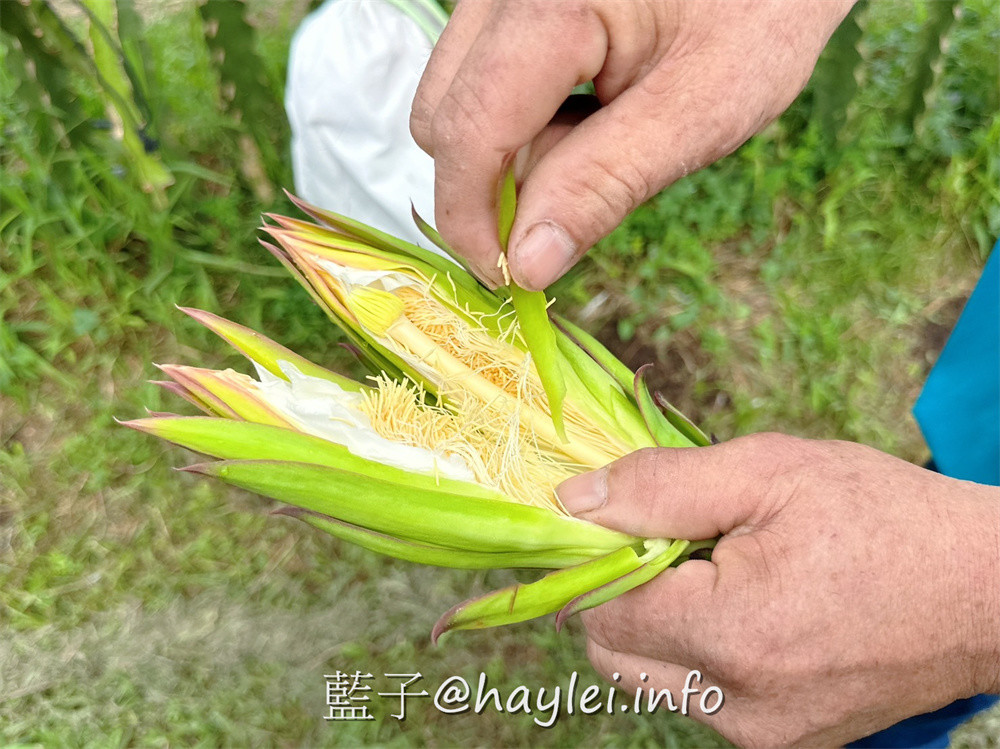 彰化田中農旅e起來－線上預約食農教育+DIY體驗250起，彰化高鐵下車就能開始遊遍寶大蜜麻花、禾果農園、田中窯、玉米娃娃工作室、梁爸芒果園、畯富農場、菁芩農場、279農場、卓乃潭農場等田中在地農遊景點，20人預約成團就可以安排手工DIY、採果樂、大地野餐等遊程，非常方便好用~彰化美食/彰化旅遊/田中旅遊/農村旅遊/田中農家樂/藍子愛旅遊 國內旅遊 攝影 民生資訊分享 飲食集錦 
