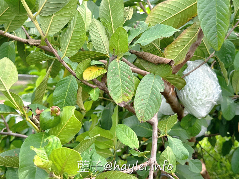 彰化田中農旅e起來－線上預約食農教育+DIY體驗250起，彰化高鐵下車就能開始遊遍寶大蜜麻花、禾果農園、田中窯、玉米娃娃工作室、梁爸芒果園、畯富農場、菁芩農場、279農場、卓乃潭農場等田中在地農遊景點，20人預約成團就可以安排手工DIY、採果樂、大地野餐等遊程，非常方便好用~彰化美食/彰化旅遊/田中旅遊/農村旅遊/田中農家樂/藍子愛旅遊 國內旅遊 攝影 民生資訊分享 飲食集錦 