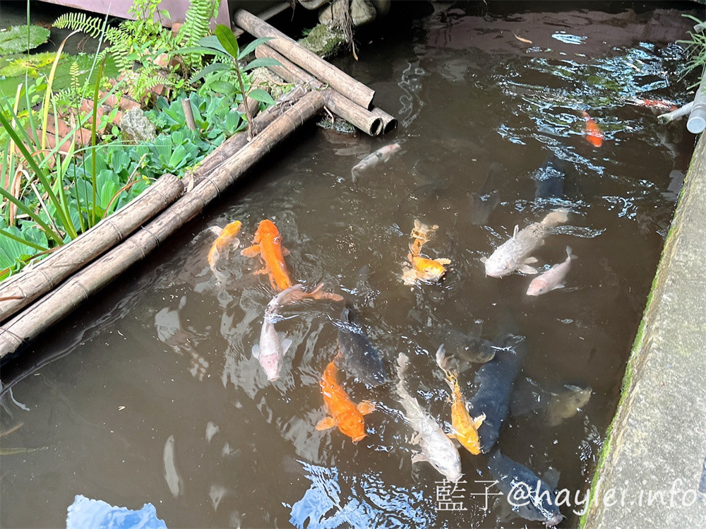 台中南屯美食/台中景觀餐廳/寵物友善餐廳/田寮農莊-古早傳承總舖師的辦桌手路菜,大部分食材都是自家種植,連內用可續的米飯都是自己種的台梗九號米混紫米口感彈Q,是台中親子旅遊農家樂首選~在台中高鐵巷弄內發現桃花源,內設停車場,可以一邊享受道地的台中田園料理,一邊觀賞秘境的田園風光!台中美食/傳統農家菜/辦桌菜/台灣料理/台中辦桌美食/台中旅遊景點/台中落羽松秘境/藍子愛美食 中式料理 台中美食 國內旅遊 攝影 民生資訊分享 飲食集錦